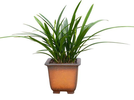 綠植租擺
