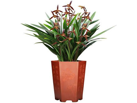 綠植租賃