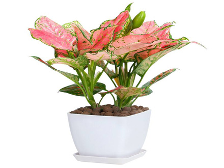 綠植租賃
