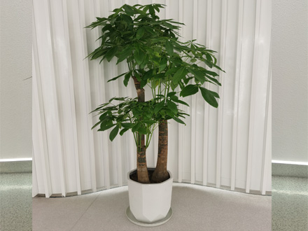 花卉租擺