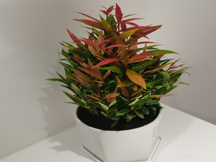 商場綠植租擺
