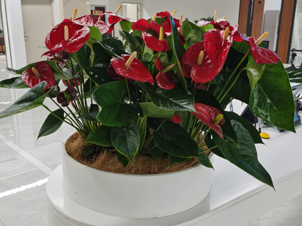 商場綠植租賃