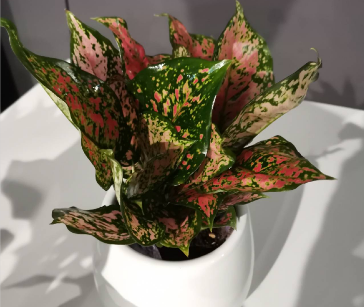 西安辦公室花卉綠植租賃應(yīng)注意那些事項(xiàng)？