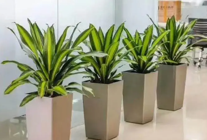 西安綠植綠色植物租賃方案