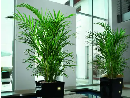 綠植租擺：商場綠植租賃方案