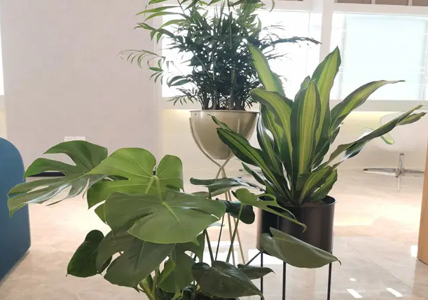 多種綠色植物凈化空氣防輻射、抵抗霧霾天