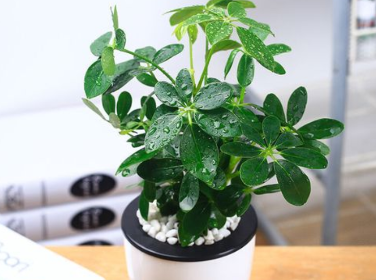 綠植租賃中客廳綠植擺放的風水禁忌