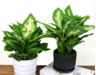 辦公室植物租賃后要注意什么?