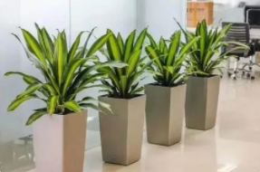 西安綠植租擺，選擇綠植租賃為何比買綠植合適呢？