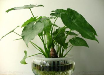 植物租擺中的植物搭配及設(shè)計(jì)方案