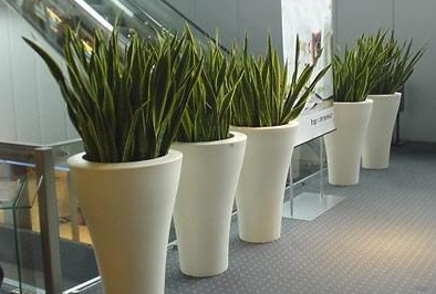 室內(nèi)綠植租擺三點(diǎn)要注意，綠植租擺的九大標(biāo)準(zhǔn)