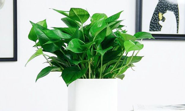家中擺放植物既能美化家居又能凈化空氣。
