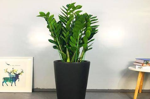 選擇西安綠植租賃與傳統(tǒng)銷售的好處？